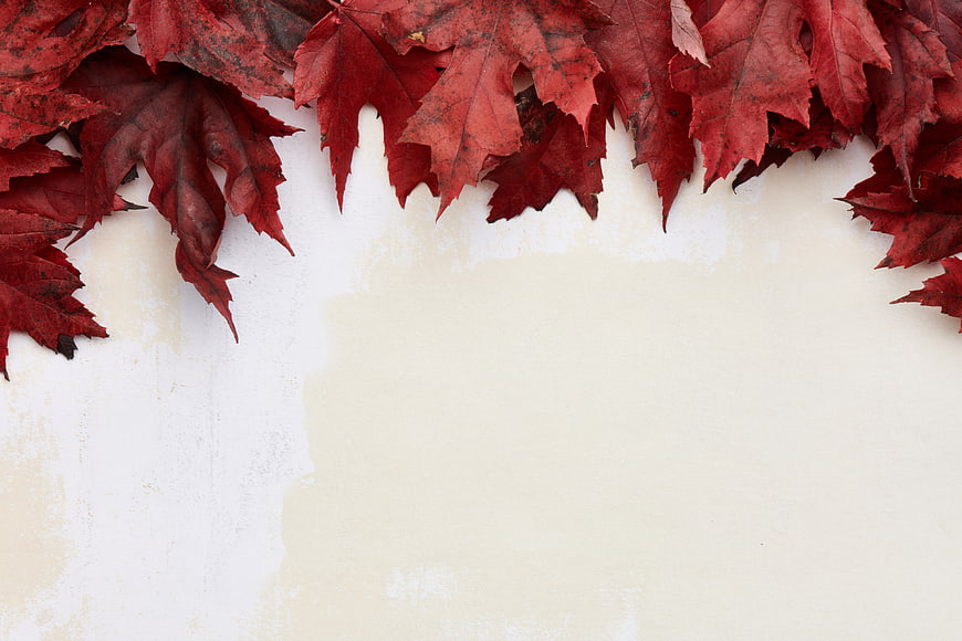 Red Maple Leaves Border on Textured White Background