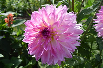 Close-up of a vibrant pink dahlia flower in a garden