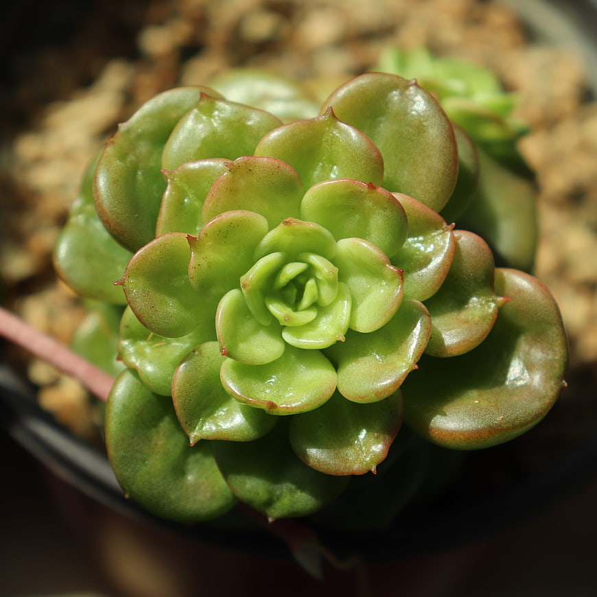 Macro close-up of a green succulent plant with glossy leaves