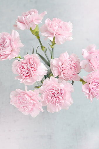 Pink Carnations on Light Blue Background