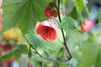 Close-up of a delicate pink lantern flower in a garden
