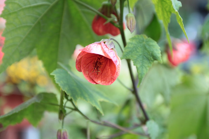 Close-up of a delicate pink lantern flower in a garden