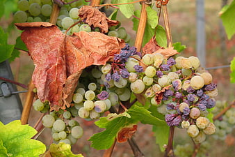 Dried and Rotten Grapes on Vine in Autumn