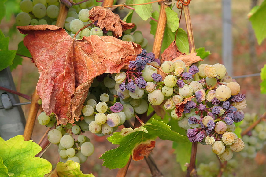 Dried and Rotten Grapes on Vine in Autumn