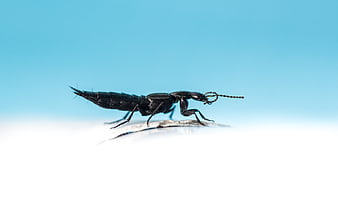 Macro shot of a black earwig insect on white background