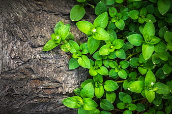Green Broadleaf Plants Growing Against Rough Tree Bark Texture