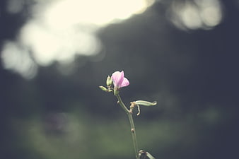 Delicate pink flower bud with soft bokeh background