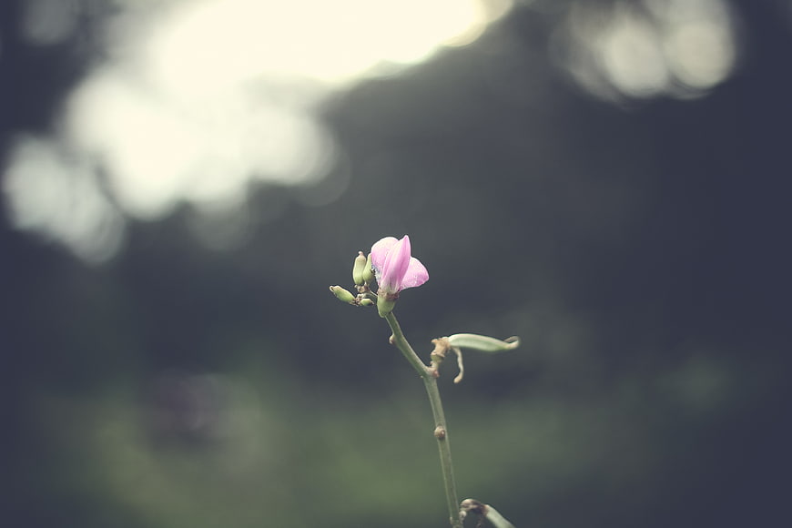 Delicate pink flower bud with soft bokeh background