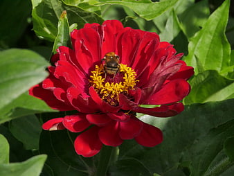 Bumblebee Pollinating Red Zinnia Flower Close Up
