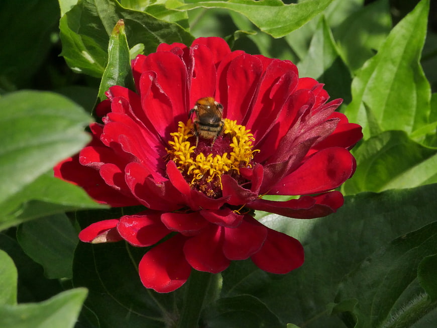Bumblebee Pollinating Red Zinnia Flower Close Up