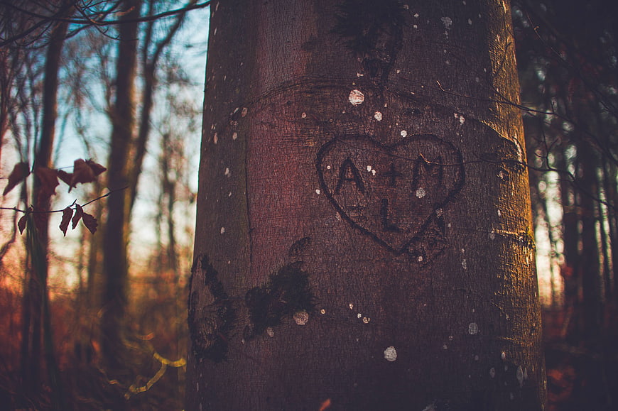 Carved Heart with Initials on Tree Bark in Forest