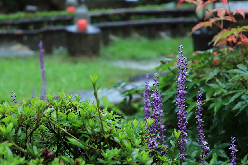 Purple Liriope Flowers in Rainy Garden