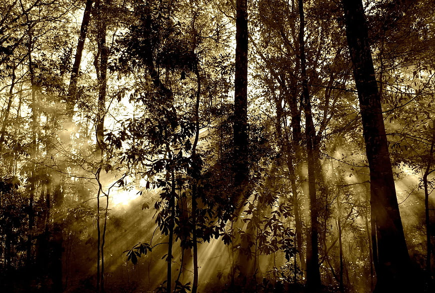 Golden Sun Rays Filtering Through Misty Forest Trees