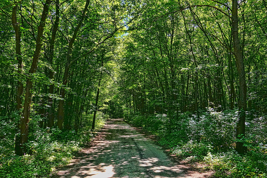 Sunlit dirt path winding through lush green deciduous forest