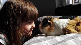 Cute Girl Gazing at Pet Guinea Pig in Sunlight