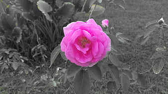 Vibrant Pink Rose in Black and White Garden