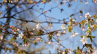 White cherry blossoms on branches against blue sky