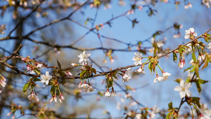 White cherry blossoms on branches against blue sky