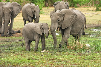 African Elephant Herd with Baby Calf in Grassland