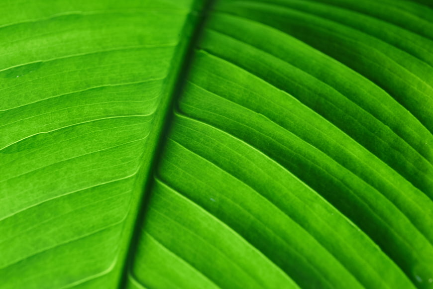Close-up of vibrant green banana leaf texture