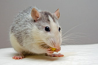 Cute pet rat eating a yellow treat on white background