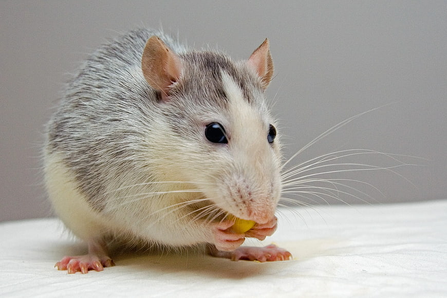 Cute pet rat eating a yellow treat on white background