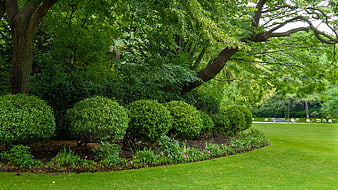 Lush Green Park with Manicured Bushes and Trees