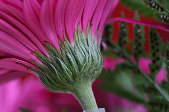 Close-up of Pink Gerbera Daisy Bud Base