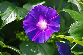 Vibrant Purple Morning Glory Flower in Sunlight
