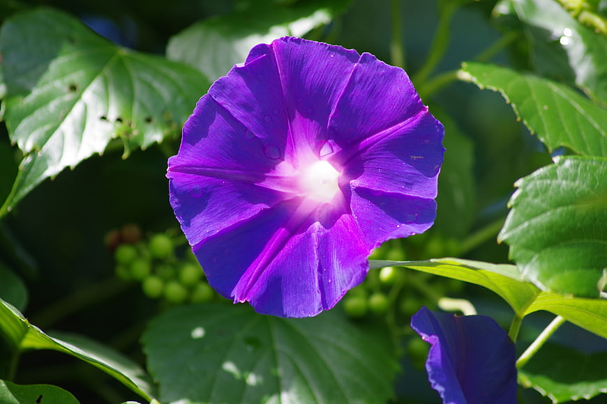 Vibrant Purple Morning Glory Flower in Sunlight