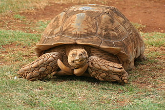 Large Galapagos Tortoise Walking on Grass