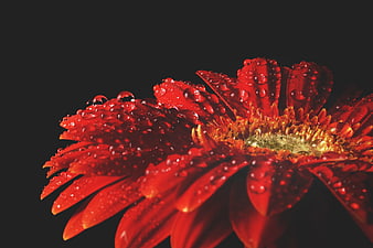 Close-up of Red Gerbera Daisy with Water Droplets on Black Background