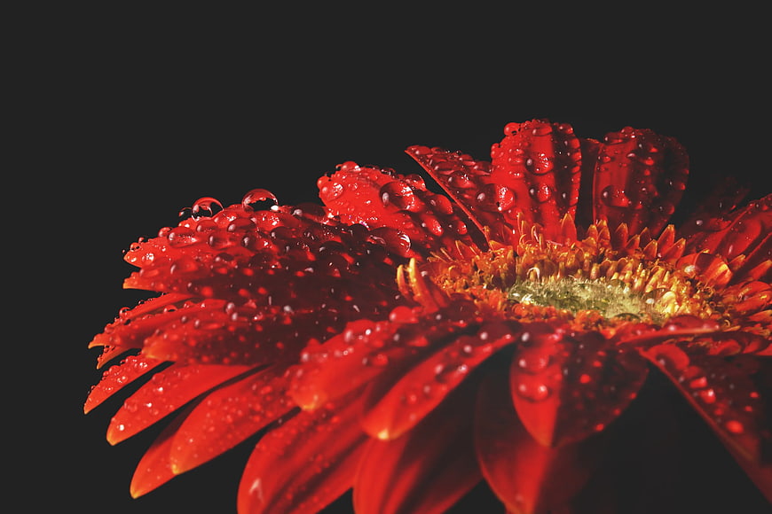 Close-up of Red Gerbera Daisy with Water Droplets on Black Background
