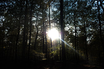 Sunlight streaming through dense forest trees