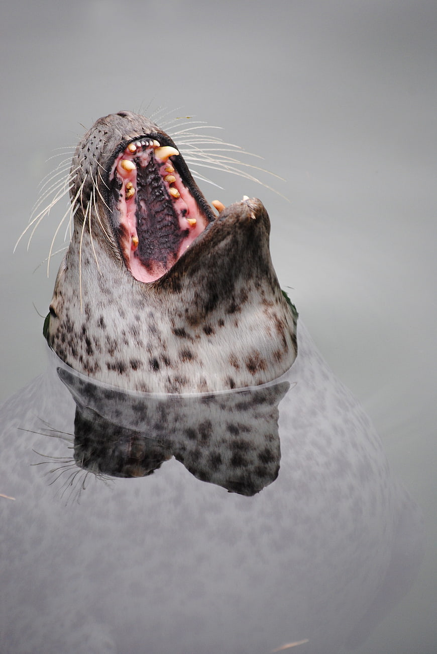 Close-up of a seal yawning in calm water
