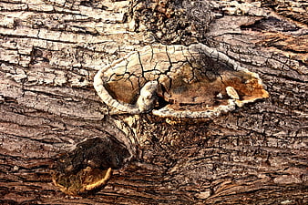 Cracked bracket fungus growing on textured tree bark