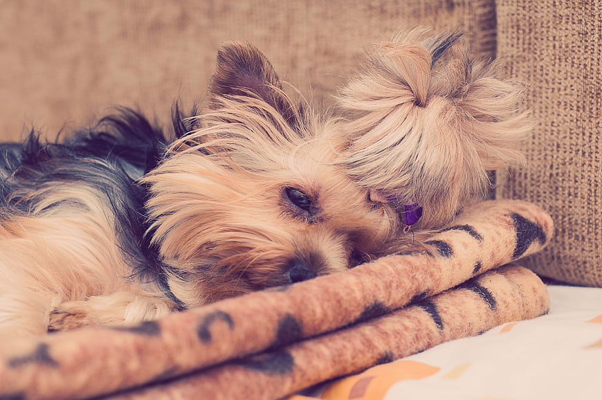 Sleeping Yorkshire Terrier Puppy on Tiger Print Blanket