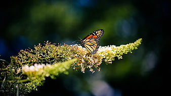Monarch Butterfly on Butterfly Bush Flower