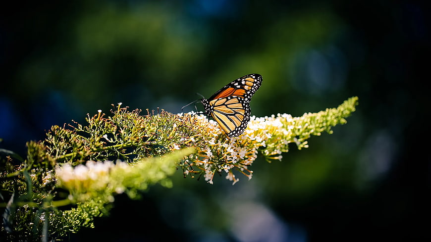 Monarch Butterfly on Butterfly Bush Flower