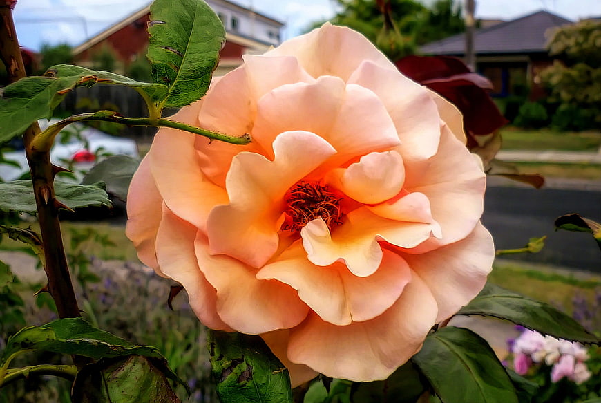 Close-up of a peach rose in a suburban garden