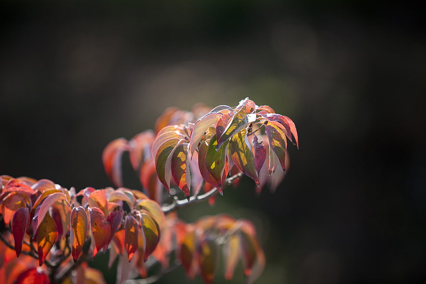 Backlit autumn leaves on a branch against dark background