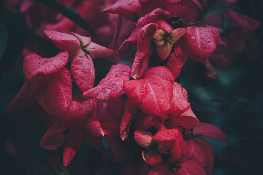 Close-up of vibrant red flowers with dark moody background