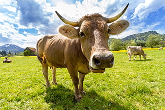 Curious Brown Cow with Horns in Alpine Meadow
