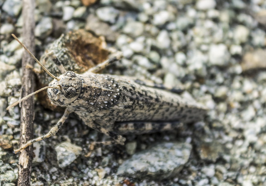 Close-up of a camouflaged grasshopper on gravel