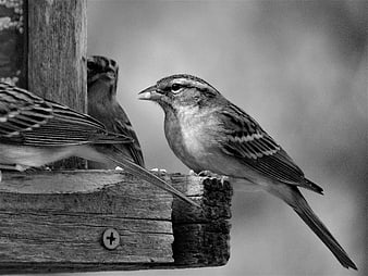Black and white sparrows on wooden bird feeder