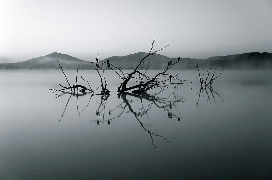 Silhouetted Dead Tree Branches in Misty Lake