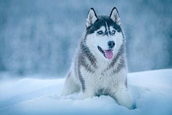 Happy Siberian Husky Sitting in Snowy Winter Forest