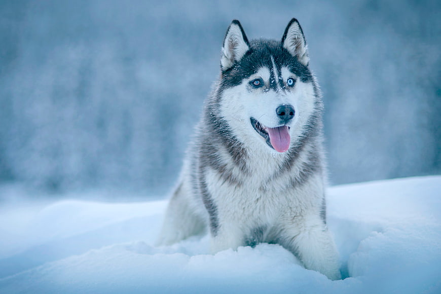 Happy Siberian Husky Sitting in Snowy Winter Forest