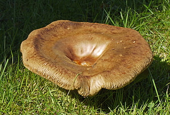 Large brown mushroom cap on green grass