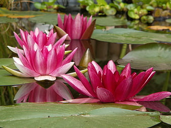 Vibrant Pink Water Lilies Blooming on a Pond